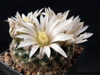 Thumbnail of 1620_Mammillaria coahuilense_20120414(1).jpg